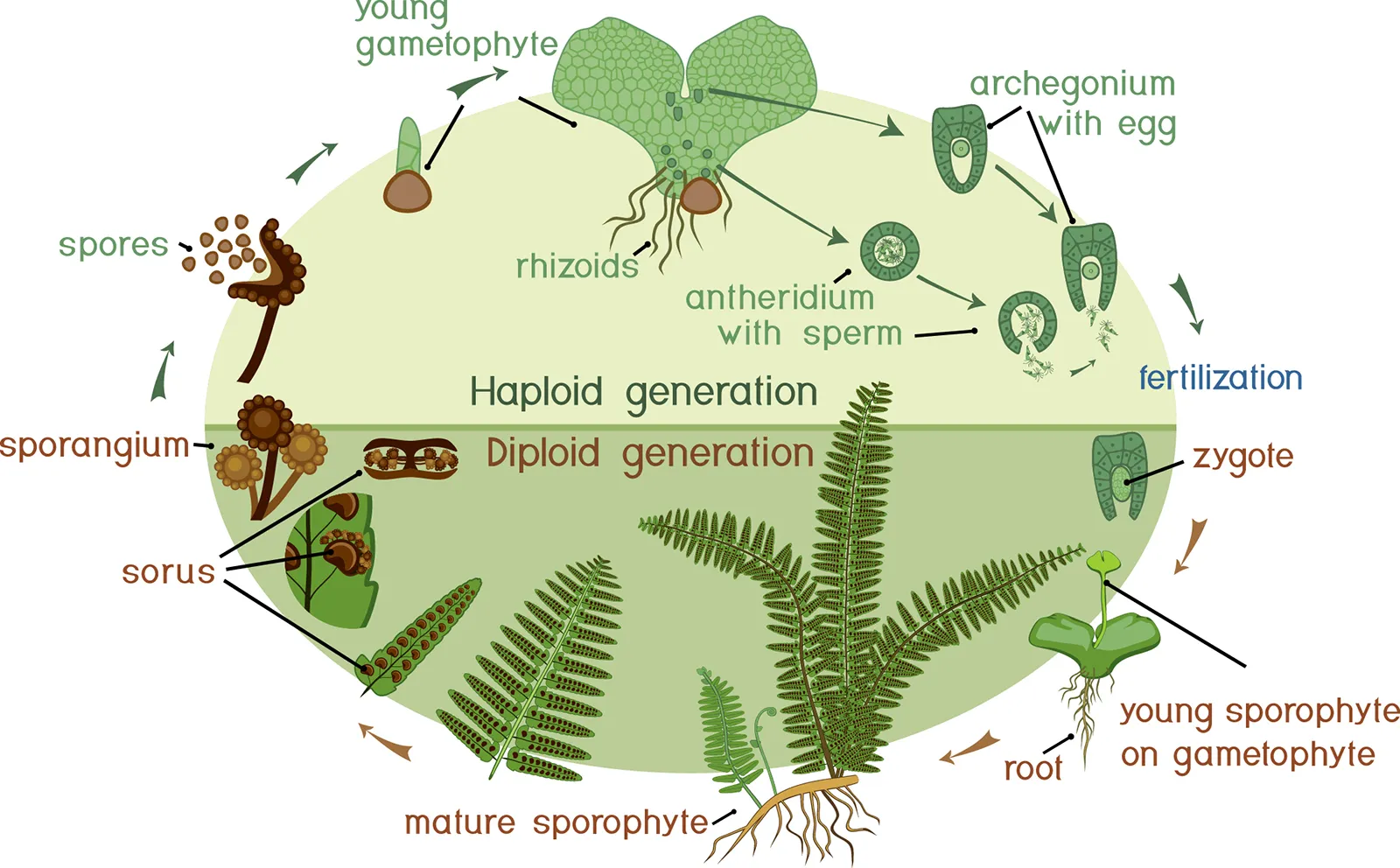 Life cycle of fern (Adiantum)